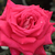 Roza - Vrtnica čajevka - Agkon